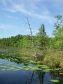 Paddling on the Dead River, June 14, 2013