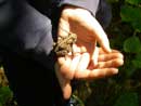 Toad at campsite on West Twin Lake, June 14, 2013