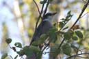 Canada Jay on Square Lake  September 6, 2011