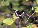 White Admiral butterfly on Square Lake   September 6, 2011