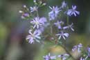 Purple aster, September 8, 2011