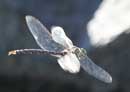 Dragonfly in flight, Kawasachong Lake, September 8, 2011
