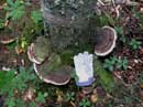 Fungus arrangement at campsite on Sawbill  9/5/12