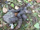 Wolf scat on portage to Ada Lake  9/6/12