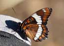 White Admiral butterfly on personal pack, Kawishiwi Lake, September 10, 2011