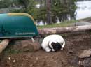 Piwi, great canoeing puppy, taking a nap at Cherokee campsite  9/6/12