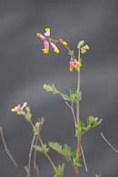 Quetico in late June and early July this year.