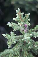 Quetico in late June and early July this year.