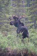 Quetico in late June and early July this year.