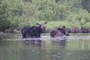 Quetico in late June and early July this year.