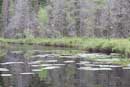 Quetico in late June and early July this year.