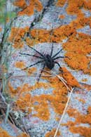 Quetico in late June and early July this year.