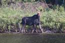 Quetico in late June and early July this year.