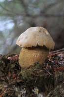 Fungus at Cherokee campsite  9/6/12