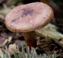 Fungus at Cherokee campsite  9/6/12