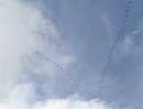 Geese overhead at Cherokee campsite, 9/7/12