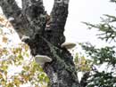 Fungus at Cherokee campsite  9/7/12