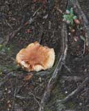 Fungus at Cherokee campsite  9/7/12