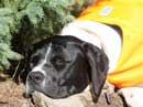 A good canoeing dog needs a nap in the sun.  This is Ho Ho and David's Piwi, at Cherokee Lake, 9/7/12