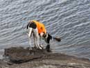 "Oops, I lost my toy!" Cherokee Lake, 9/7/12