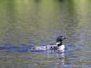 Loon on Cherokee, September 8, 2012