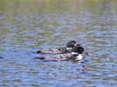 2 Loons on Cherokee, September 9, 2012