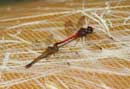 Pair of dragonflies on the kevlar canoe, end of portage to Skoop Lake, 9/9/12