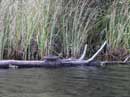 Turtle on Ada Creek, 9/9/12