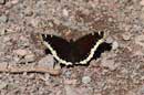 Mourning cloak butterfly at the end of our canoe trip, June 3, 2013.   Brule entry point.