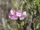 Bog Laurel on the Dead River, June 14, 2013