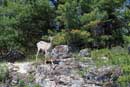 Deer on East Twin Lake, June 14, 2013
