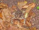 Leopard frog at night, Sawbill Lake Campsite  9/10/12