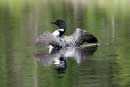 Loon on Fenske Lake, June 12, 2013