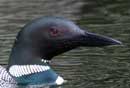 Loon face, Fenske Lake, June 12, 201