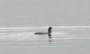 Loon on Clearwater