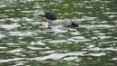 Loon on Clearwater