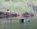 Pair of loons on Fenske Lake, June 12, 2013