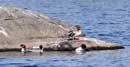 Mergansers off the Kawishiwi Lake canoe landing, September 10, 2011
