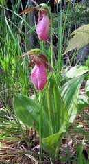 Pink ladyslipper on shore of Fenske Lake, June 12, 2013
