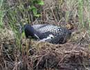 Nesting Loon, Fenske Lake, June 12, 2013