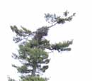 Eagles Nest