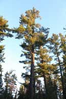 White Pine