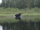 Moose on Moose River North