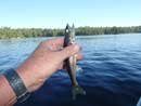The worlds smallest walleye...