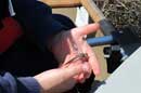 Dragonfly in hands of our grandson Robert, age 7, Dead River, June 14, 2013