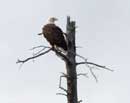 Eagle near the Cherokee campsite, 9/6/12