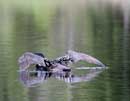 Loon on Fenske Lake, June 12, 2013