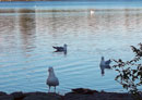 Gulls on LacLaCroix