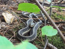 Gebeonequet Pet