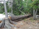 Oyster Lake East Campsite